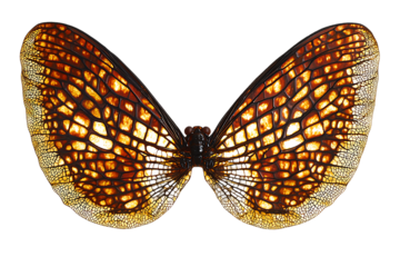 Translucent Butterfly Wings, Brown & White Grid Pattern, Isolated on White.