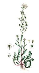 Capsella bursa-pastoris, Gewöhnlicher Hirtentäschel, Nutzpflanze, Heilpflanze