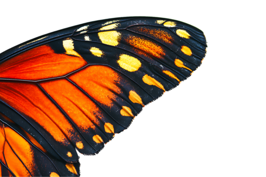 Butterfly Wing Detail: Orange, Black, and Yellow Pattern on White