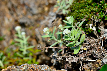 御坂山地の鬼ヶ岳　キク科ヤマハハコ属　トダイハハコ
