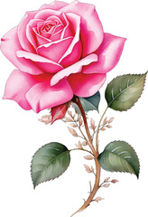 Fototapeta premium Vibrant pink rose with intricate details, green foliage. Romantic pink rose with soft petals and green leave, perfect for vintage-inspired decorations. Elegant watercolor pink rose with natural leaves