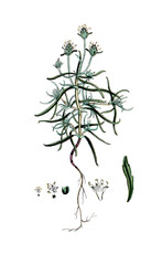 Plantago afra, Synonym Plantago psyllium, Flohsamen-Wegerich, Heilpflanze, Nutzpflanze