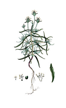 Plantago afra, Synonym Plantago psyllium, Flohsamen-Wegerich, Heilpflanze, Nutzpflanze