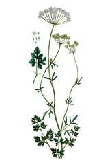 Apium petroselinum, Petersilie, Heilpflanze, Nutzpflanze