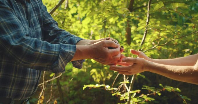 An elderly person passes a small oak sapling to younger hands in a sunlit forest clearing in summer day