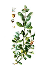 Buxus sempervirens, Gewöhnlicher Buchsbaum, Heilpflanze, Nutzpflanze