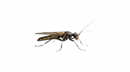 a large insect flies on a transparent background, PNG image, PNG file, Generative art.