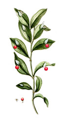Ruscus hypoglossum, Mäusedorn, Heilpflanze, Nutzpflanze