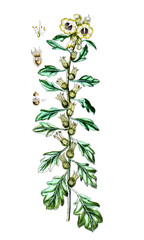 Spartium scoparium, Besenginster, Heilpflanze, Naturmedizin