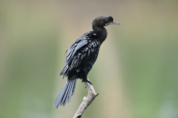Little cormorant (Microcarbo niger) drying