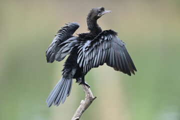 Little cormorant (Microcarbo niger) drying