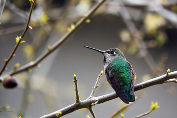 An Anna's Hummingbird (female or immature male) sits on a branch in a tree in San Artes apartment complex in North Scottsdale, Arizona