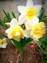 Fototapeta premium daffodils bloomed in my flowerbed in the spring on this day 