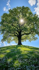 Majestic tree atop a grassy hill bathed in sunlight