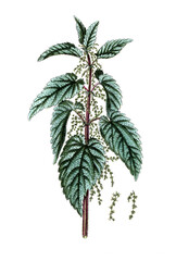 Urtica dioica, Große Brennnessel, Heilpflanze, Naturmedizin