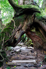 View of primeval cedar forests in Yakushima island, Japan