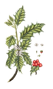 Ilrx aquifolium, Europ&auml;ische Stechpalme, Naturmedizin, Heilpflanze