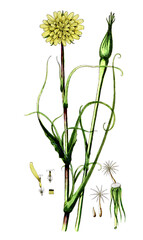 Tragopogon pratense, Wiesen-Bocksbart, Naturmedizin, Heilpflanze