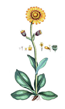 Arnica  montana, Echte Arnika, Naturmedizin, Heilpflanze