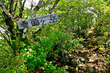 御坂山地　木々に囲まれた雪頭ヶ岳山頂
