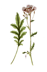 Serratula tinctoria, Färber-Scharte, Naturmedizin, Heilpflanze
