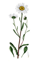 Chrysanthemun leucanthemum, Leucanthemum vulgare, Magerwiesen-Margerite, Heilpflanze, medizinische Verwendung in der Naturheilkunde