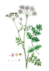 Tordylium officinale, Arznei-Zirmet, Heilpflanze, medizinische Verwendung in der Naturheilkunde