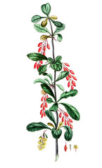 Linnea borealis, Moosglöckchen, Heilpflanze, Naturheilkunde