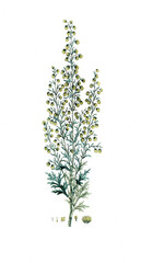 Artemisia pontica, Römischer Wermut, Pontischer Beifuß, Heilpflanze, Naturheilkunde
