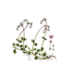 Linnea borealis, Moosglöckchen, Heilpflanze, Naturheilkunde