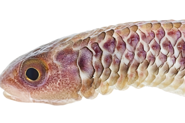 Close-up of a fish head with textured scales, soft pink hues on white.
