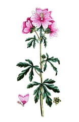 Malva alcea, Rosen-Malve, Heilpflanze, Naturheilkunde
