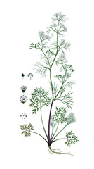 Trachyspermum ammi, Sison ammi, Ajowan, Heilpflanze, Naturheilkunde