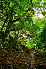 Obraz premium 御坂山地の鍵掛 夏の山道を朝日が指す 