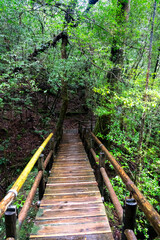 Fototapeta premium View of primeval cedar forests in Yakushima island, Japan