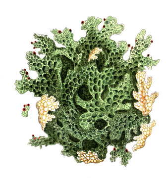 Lichen pulmonarius, Lobaria pulmonaria, Lungenmoos , Lungenflechte, Baumflechte, Heilpflanze, Naturheilkunde