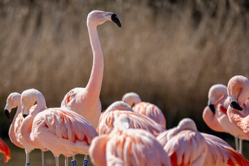 Close up of a group of pink Chilean Flamingoes at Slimbridge WWT, Gloucestershire, UK on 11 April 2025