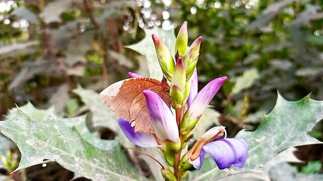 Palmfly butterfly acanthus ilicifolius after flowering