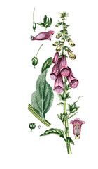 Digitalis purpurea, Roter Fingerhut