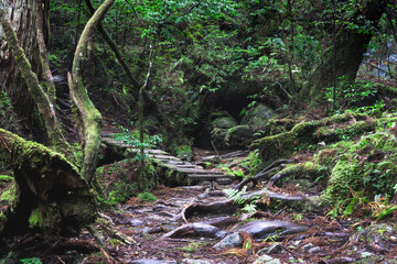 View of primeval cedar forests in Yakushima island, Japan