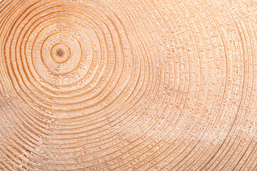 Growth rings of a spruce tree. Cross section of a stem, showing age and past climate conditions....