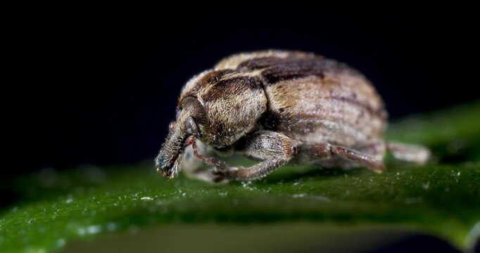 Curculionidae or Snout Beetles or True Weevils Sit on a Green Leaf, Macro Shot