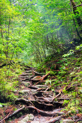 View of primeval cedar forests in Yakushima island, Japan