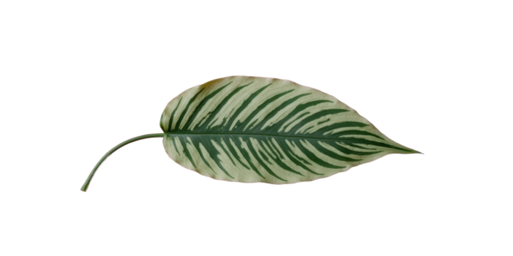 Tropical Leaf with Stripes, Transparent Background. Calathea plant.