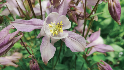 bell flowers. Close-up of bluebells in Epping Forest. Natural background. blue and purple bell flowers.