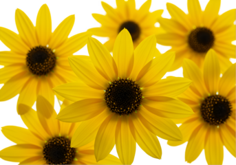 sunflowers on white background