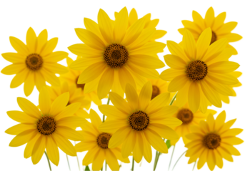sunflowers on white background