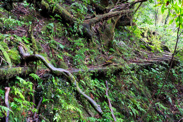 View of primeval cedar forests in Yakushima island, Japan