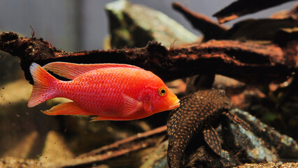 Obraz premium Red fish swimming in freshwater aquarium with blurred background