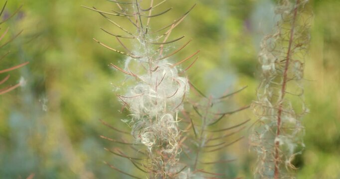 Chamaenerion angustifolium seed pods release silky fluff in warm sunlight